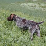 Vorstehhund Strihåret