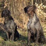 Vorstehhund Strihåret
