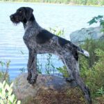 Vorstehhund Strihåret
