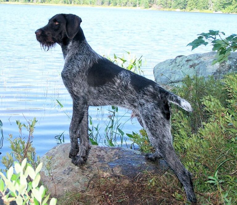 Vorstehhund Strihåret
