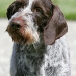 Vorstehhund Strihåret