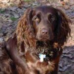 Wachtelhund