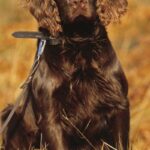 Wachtelhund