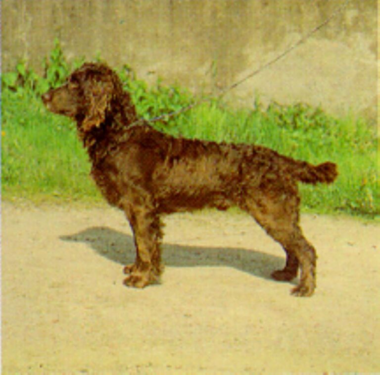 Wachtelhund