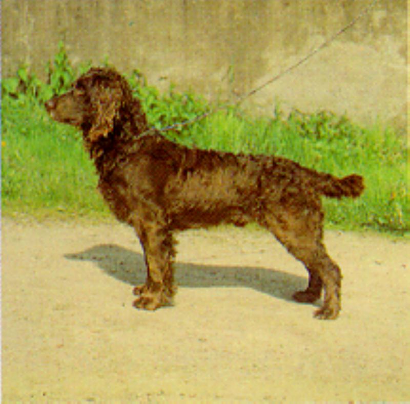Wachtelhund