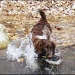 Wachtelhund