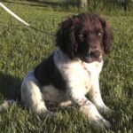 Wachtelhund