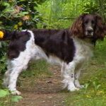Wachtelhund
