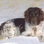 Wachtelhund
