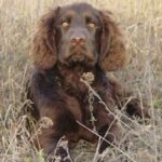 Wachtelhund