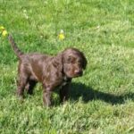 Wachtelhund