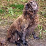 Wachtelhund