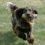Wachtelhund