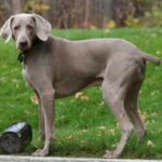 Weimaraner