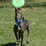 Weimaraner