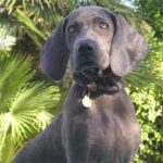 Weimaraner