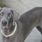 Weimaraner