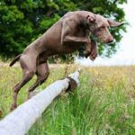 Weimaraner
