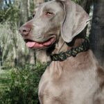 Weimaraner