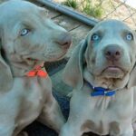 Weimaraner