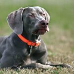 Weimaraner