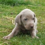 Weimaraner