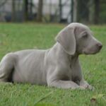 Weimaraner