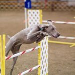 Weimaraner