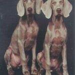 Weimaraner