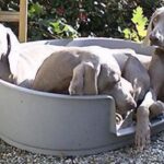 Weimaraner