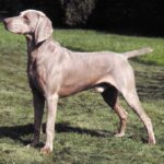 Weimaraner
