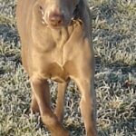 Weimaraner