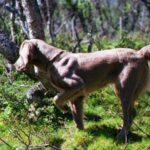 Weimaraner