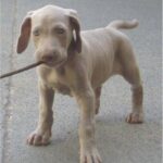 Weimaraner