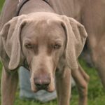 Weimaraner