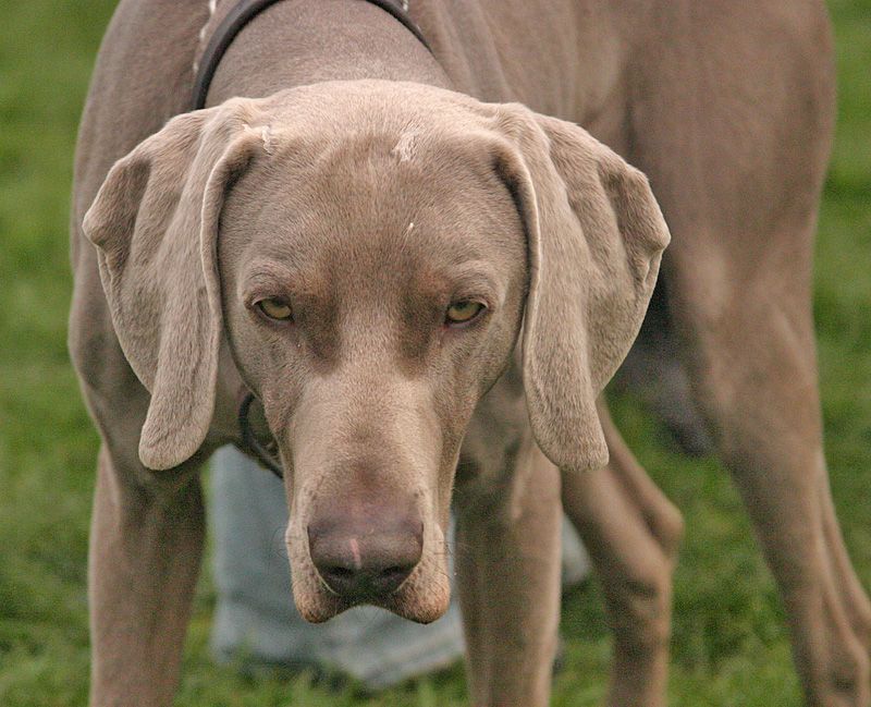 Weimaraner