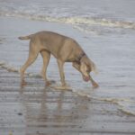 Weimaraner