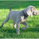 Weimaraner