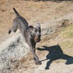 Weimaraner