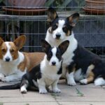 Welsh Corgi Cardigan