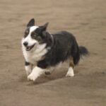 Welsh Corgi Cardigan