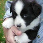 Welsh Corgi Cardigan