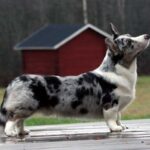 Welsh Corgi Cardigan
