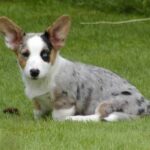 Welsh Corgi Cardigan