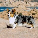 Welsh Corgi Cardigan