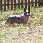 Welsh Corgi Cardigan