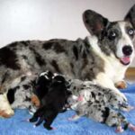 Welsh Corgi Cardigan