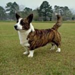 Welsh Corgi Cardigan