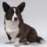Welsh Corgi Cardigan