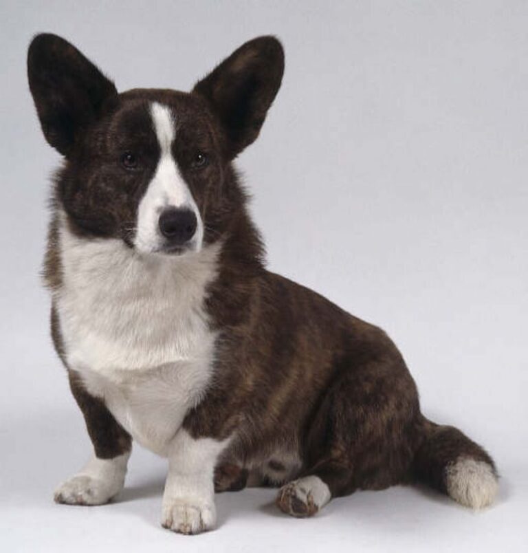Welsh Corgi Cardigan